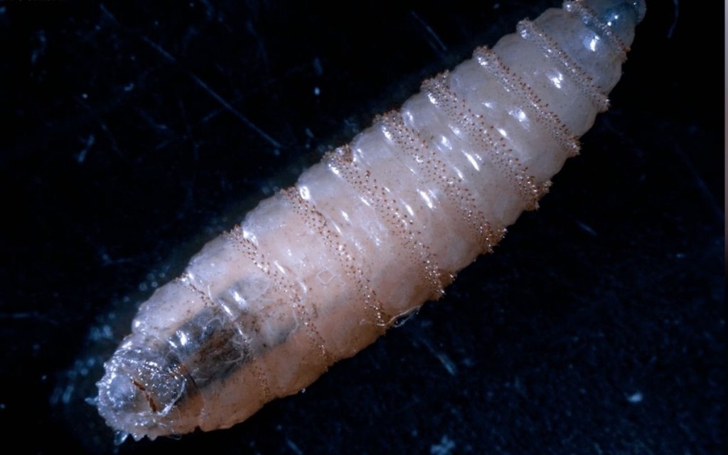 Aristegui-gusano-barrenador-threat-mexico