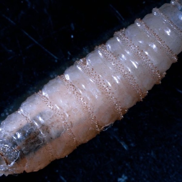 Aristegui-gusano-barrenador-threat-mexico