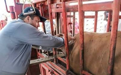 Elsoldemexico-senasica-border-pest-control