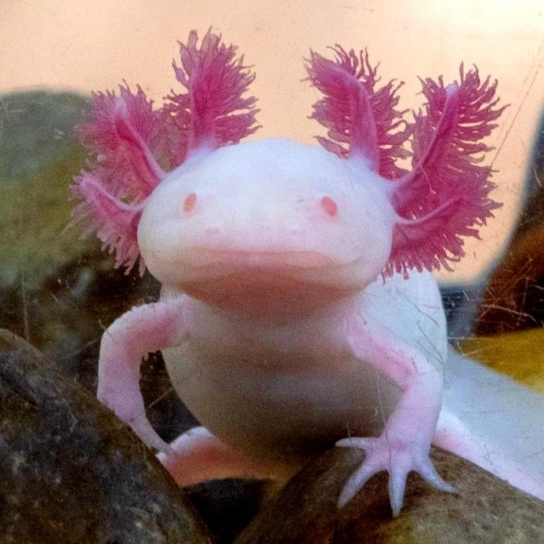 Aristegui-xochimilco-uwaparlupa-censo-estado