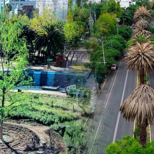 Elfinanciero-cdmx-palmeras-pudricion-rosada-enfermedad-nalanthamala-vermoesenii-reforestacion-infeccion
