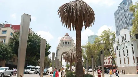 Elsoldemexico-cdmx-palmeras-retiro-reforestacion-sedema-arbolado-diaspis-coccois-enfermedades-verde-urbano-alcaldias